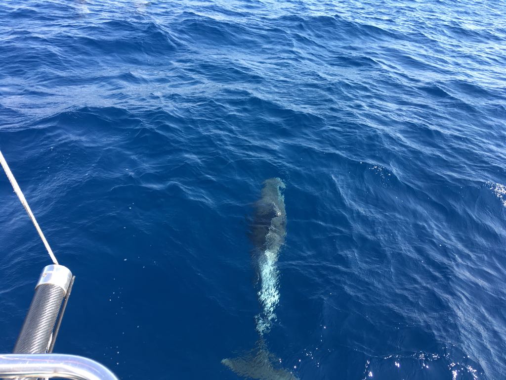 img-20180729-wa00591